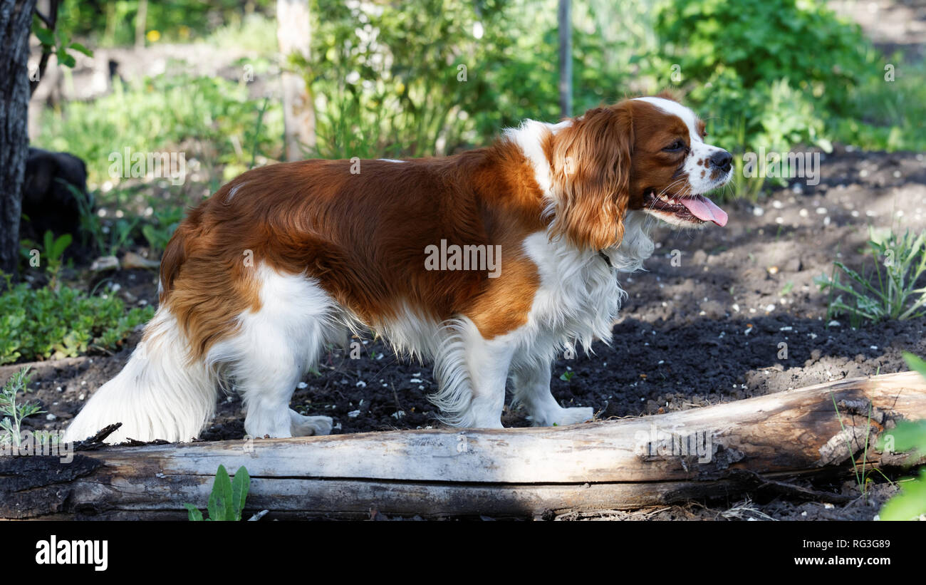 Balade King Charles Spaniel (English Toy Spaniel) - race de chien de petite taille type l'épagneul Banque D'Images