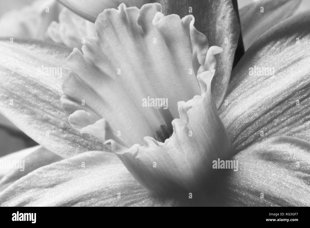Narcissus pseudonarcissus - Jonquilles Banque D'Images
