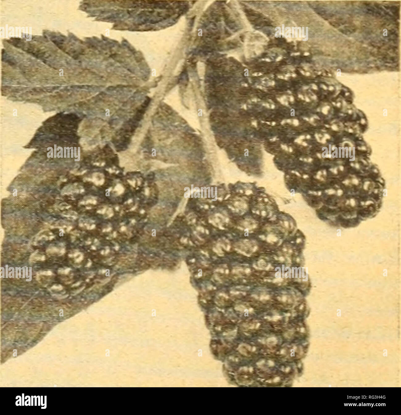 . Jardinage en Californie. Pépinières (Horticulture) ; les catalogues de graines de fleurs ornementales, Plantes catalogues ; catalogues ; Graines de legumes catalogues ; des arbres fruitiers ; Catalogues Catalogues ; arbres graines de graminées de catalogues. 1.1., ' 1, J:J '5 ! Boysen Logan Berry Framboise Grande Youngberry Le^photographe ci-dessus montre la taille de raph surprenante de l'Boysen berry en comparaison avec d'autres variétés. Les baies autres que l'Boysen ont été sélectionnés pour la taille tout en l'Boysen berry est juste moyen. L'Boysen berry est une très forte croissance, ressemblant étroitement à la croissance et les habitudes en Youngberry en fruits, sauf que les baies Banque D'Images