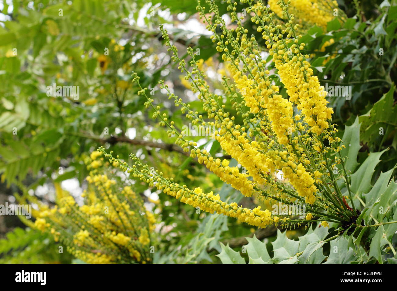 Les Pins Noirs Resistance Au Froid Du Mahonia X Media Charity