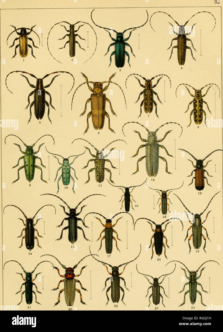 . Dans einfürhrung Calwers Käferbuch ; die kenntnis der käfer Europas. Les coléoptères. 1. Aiiesthetis testacea. 2. Calamobius filum. 3. Agapanthia violacea. 4. Ag. cardui. 5. Ag. Cynarae. 6. Saperda carcharias. 7. Sap. populnea. 8. Sap. scalaris. 9. Sap. punctata. 10. Sap. octopunctata. 11. Sap. perforata. 12. Sap. similis. 13. Tetrops praeusta. 14. Menesia bipunctata. 15. Stenostola ferrea. 16. Oberea linearis. 17. Ob. oculata. 18. Ob. eiythrocephala. 19. Phytoecia ephippium. 20. Phyt. Argus. 21. Phyt. rufimana. 22. Phyt. cylindrica. 23. Phyt. nigricornis. 24. Phyt. affinis. 25. Phyt. coerulescens.. P Banque D'Images