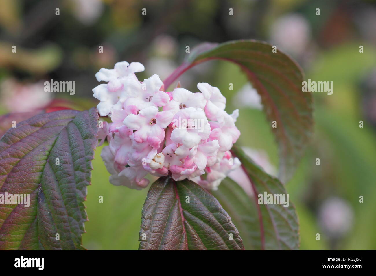 Viburnum x bodnantense 'Dawn'. Fleurs d'hiver de Viburnum bodnantense 'Dawn' dans un jardin de novembre, UK Banque D'Images