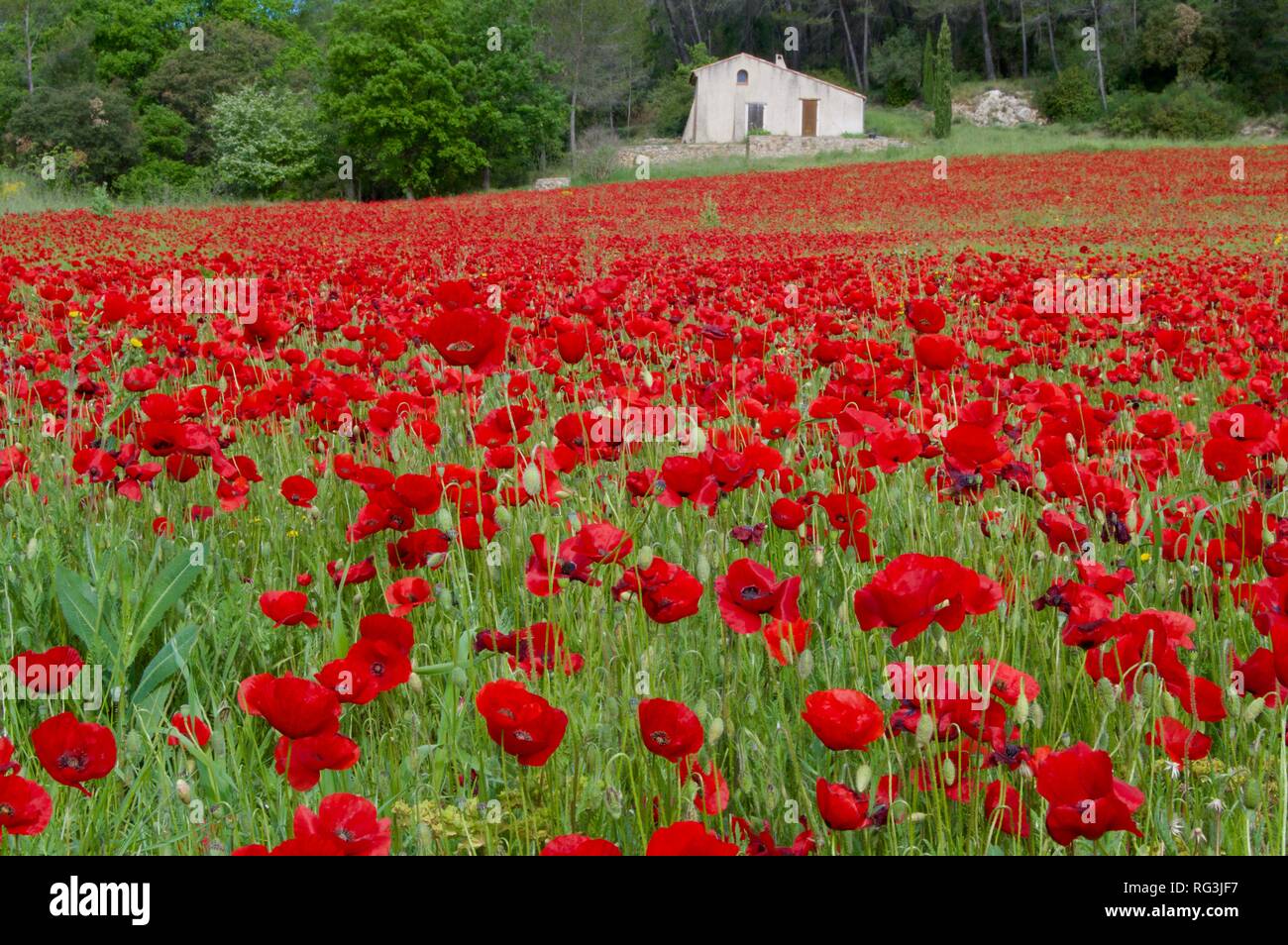 Champs de coquelicots en Provence Banque D'Images