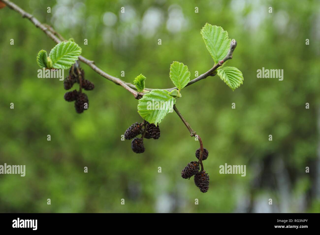 Feuille d'aulne commune alnus glutinosa structure de la veine Banque de ...
