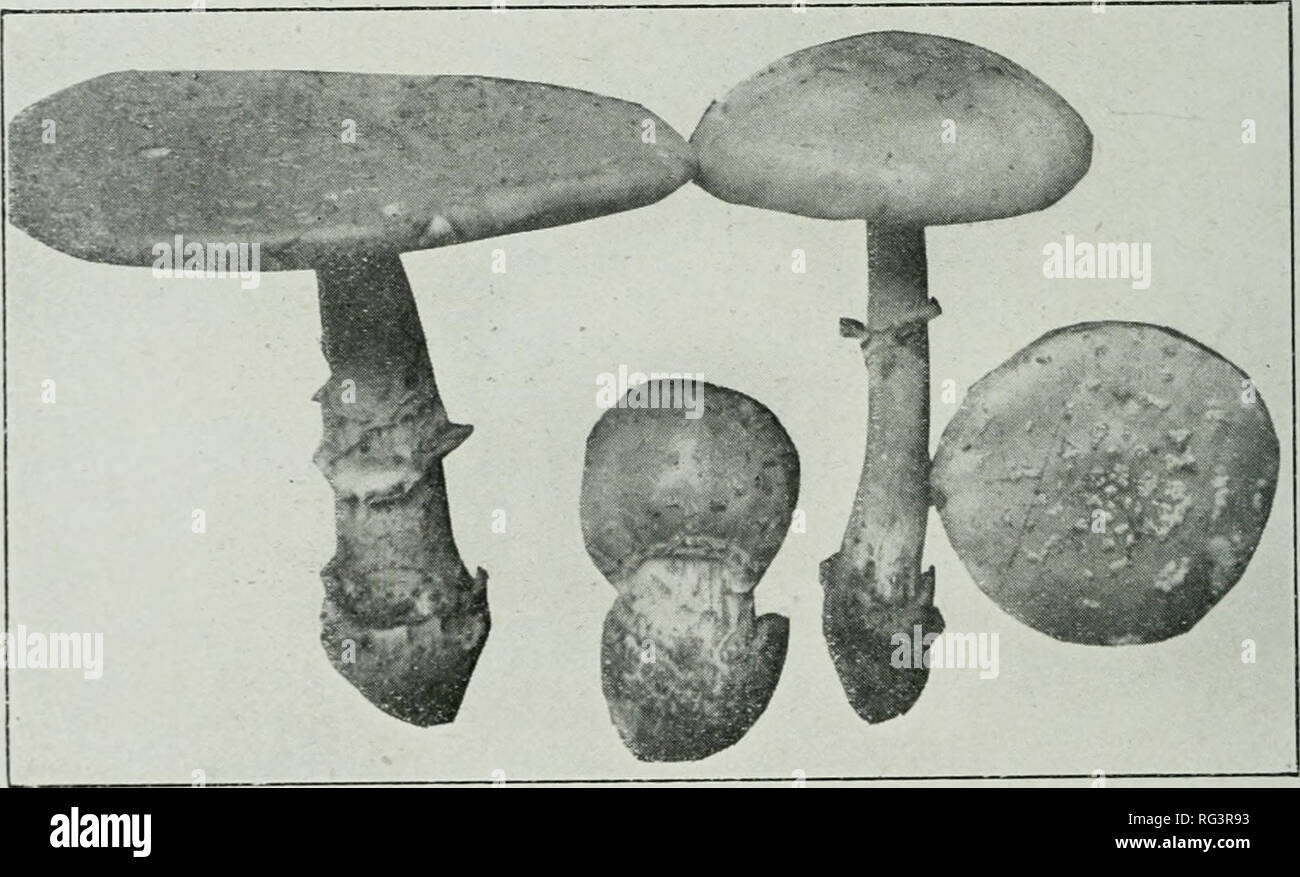 . La Canadian field-naturaliste. L'histoire naturelle. 74 Le Canadian Field-Naturalist [Vol. XXXIV. Champignons vénéneux mortel. Par R E. Stone, M.Sc, Ph.D. Département de botanique, de l'Ontario Agricultural College. Presque chaque année, en particulier à la fin de l'été et au début de l'automne notre bois et champs portent une récolte de champignons. Beaucoup de gens profiter de la collecte et de les manger, mais comme certains de ces champignons sont mortels toxiques, de jeunes renoncent à leur rassemblement parce qu'ils sont incapables de dire avec une certitude absolue l'edible du poison- rentes formes. En Ontario, il y a au moins deux cents (200) Banque D'Images