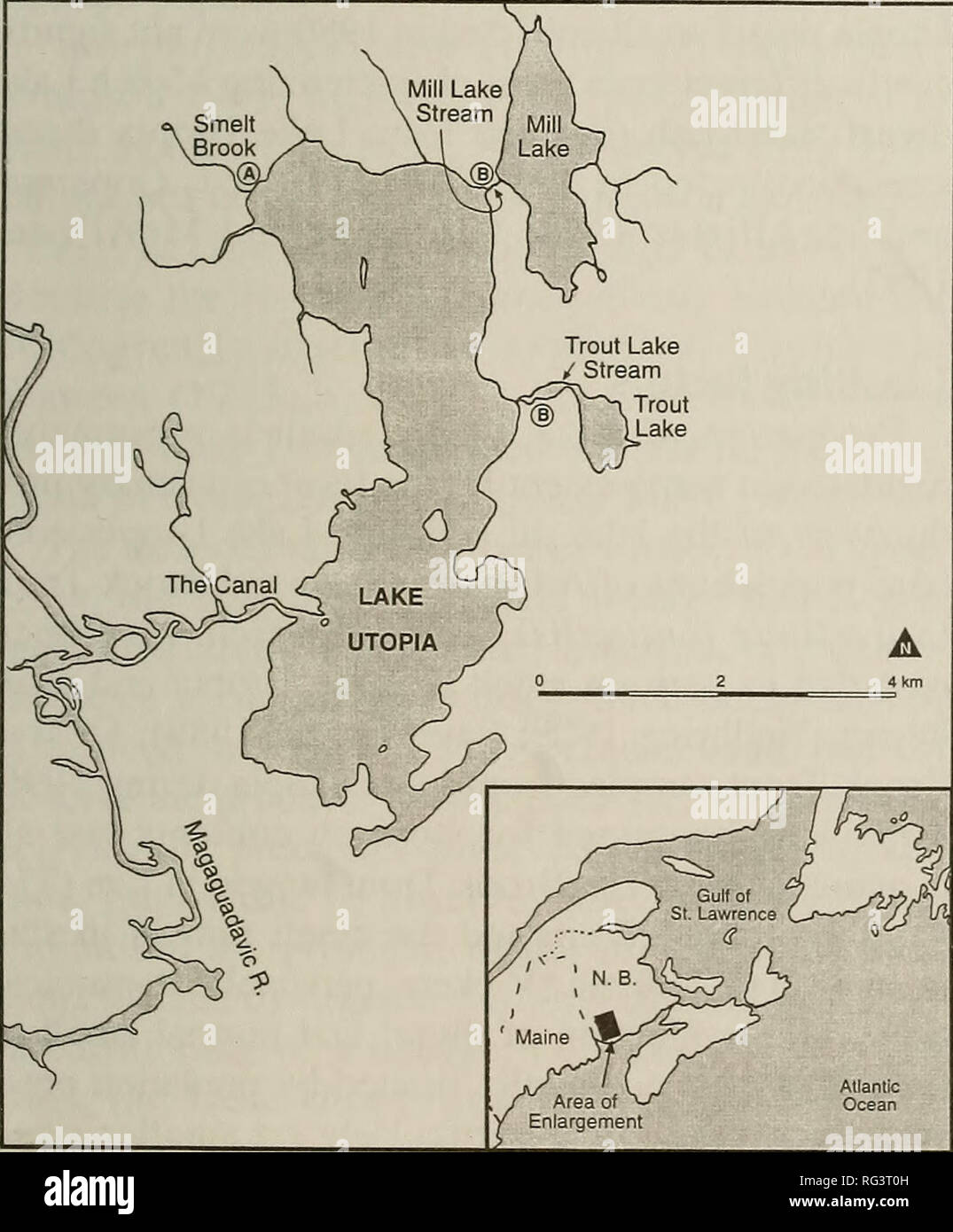 . La Canadian field-naturaliste. L'histoire naturelle. 2001 Taylor : état d'éperlans sympatriques dans le lac Utopia, New Brunswick 133 de l'ouest du Nouveau-Brunswick, et est situé à environ 100 km au SW de Saint John (Figure 2). L'éperlan nain du lac Utopia ont été introduites dans le lac Meech, au Québec en 1924 (Dymond, 1939) où ils semblent avoir établi une population autonome parce qu'individus matures ont été recueillis en 1991 (Delisle et Veilleux, 1969 ; E. B. Taylor et N. Alfonso, données non publiées). Nain génétiquement distinctes et normale se produisent également dans le lac Lochaber, Nouvelle-Écosse (Guysboroug Banque D'Images