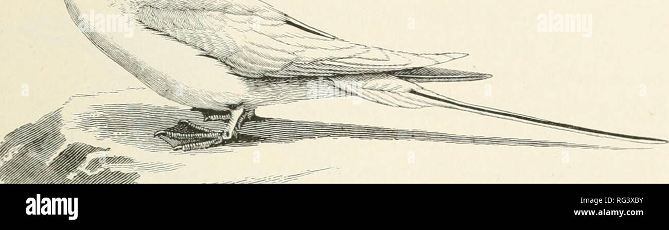 . L'histoire naturelle de Cambridge. Zoologie. SULIDAE &Lt ; ilten a rencontré des centaines de miles de la terre ; ils seront ensuite hover (â (sur un bateau, instantanément ou même descendre sans crainte sur le gréement. Thej traverse l'air de balayage rapide, vol accompagné l^tonstant les pulsations rapides y des ailes ; à une époque, planeur en altitude à la roue en cercles, à une autre de plonger dans l'eau d'une hauteur immense, bien qu'apparaissant de nouveau dans un moment de flotter à la surface. Leur démarche sur la terre est de traîner les pieds, alors qu'ils peuvent à peine ns;e à partir de l'horizontale ; la note est une dure croak ou chatter ; l. Fig. 20.â Banque D'Images