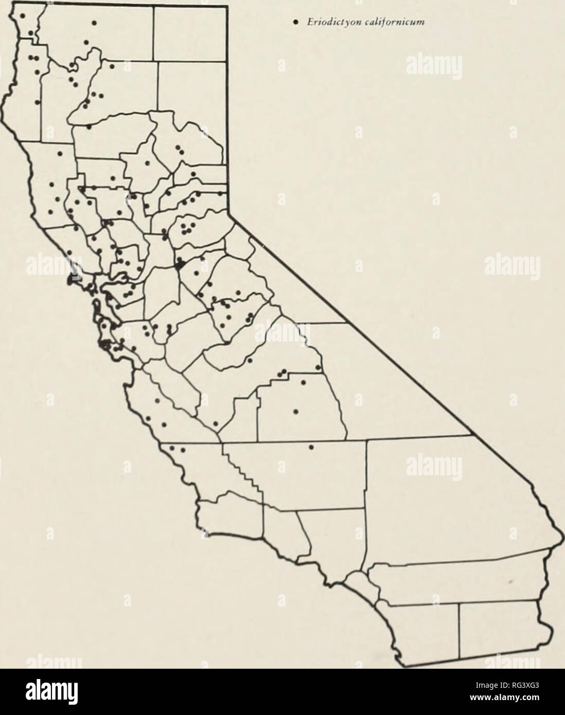 . Plage Californie broussailles et toutes les plantes. D'aliments pour animaux (Parcourir), brosse, les plantes fourragères. La distribution (site indiqué ci-dessous). Cette espèce tartes- habitats chauds secs des contreforts et des projec- tain pentes dans divers habitats, entre 500 à 4 000 pieds d'altitude, et forment souvent des peuplements denses sur de vastes zones. Elle se trouve dans la côte s'étend du nord du comté de San Luis Obispo, vers le nord, jusqu'à la- Moun Siskiyou, et dans la Sierra Nevada foothills de Kern et les comtés de Tulare vers le nord jusqu'à Plumas comté ; aussi dans le sud de l'Oregon. La valeur économique. Californie mature santa se dresse une verba Banque D'Images
