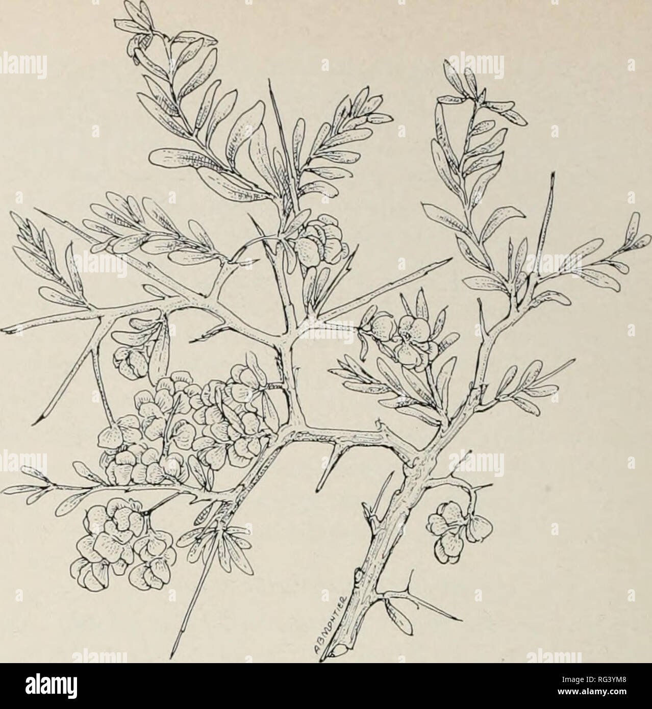 . Plage Californie broussailles et toutes les plantes. D'aliments pour animaux (Parcourir), brosse, plantes fourragères. variait dans les épis à l'extrémité des branches. Fleurs femelles à la charge dans une paire de bractées qui forment un en- velope soyeux qui s'agrandit dans les fruits. Fruit 4-angle, Sowerby avec deux courtes cornes, couverts de poils blancs soyeux. Distribution (carte de la page 64). Cette espèce se trouve sur mesas et appartements sur subalkaline inférieur, les sols dans l'est de Lassen et les comtés d'Inyo, désert de Mojave Région de Kern County, Los Angeles et San Bernardino comtés, la vallée de San Joaquin, et les contreforts orientaux de la côte intérieure a sonné Banque D'Images