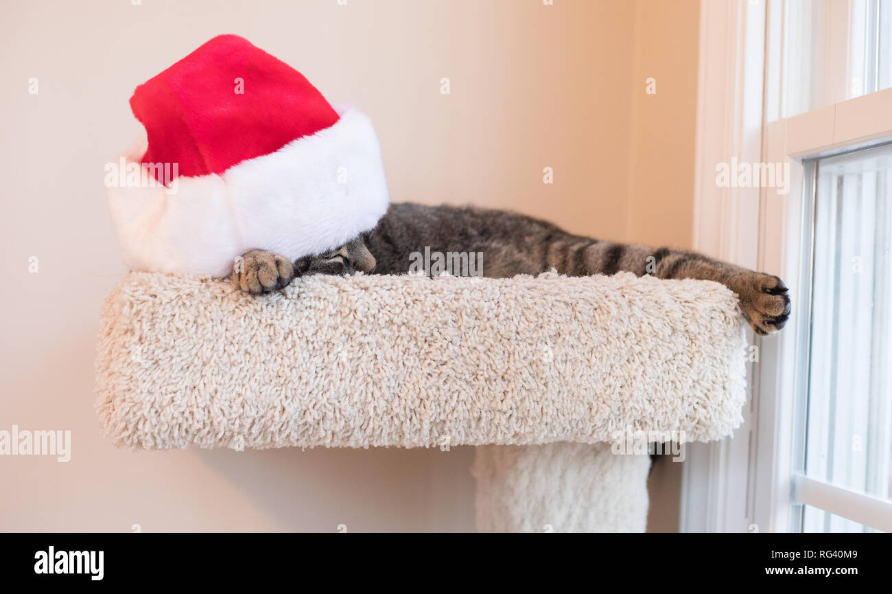 Une photo d'une sieste de chat avec un chapeau de Père Noël. Banque D'Images