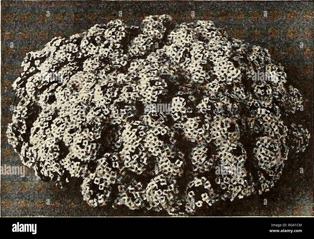 . Jardinage en Californie. Pépinières (Horticulture) ; les catalogues de graines de fleurs ornementales, Plantes catalogues ; catalogues ; Graines de legumes catalogues ; des arbres fruitiers ; Catalogues Catalogues de semences de graminées. Nouvelle preuve de rouille ANTIRRHINUM Fr. Muflier, GUEULE DE LOUP (UN-tir-ry -num) Snapdragon Ger. Lowenmaul Sp. Equinoxe49, Conejitoi SUPER ANTIROUILLE MAJESTIC un magnifique nouveau groupe de snap géant- dragons dans la rouille pas souche. Les flux sont de la plus grande taille, étroitement placé sur de fortes tiges de taille moyenne. Beau jardin pour utiliser des fleurs coupées, et fins. Rose Sensation. Immense, de fermes finement biseauté Banque D'Images