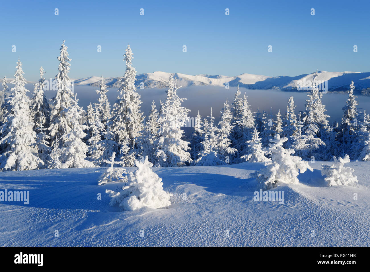 Arbres couverts de givre dans la forêt de sapins de la montagne. Le temps ensoleillé en hiver. Matin paysage avec ciel bleu Banque D'Images