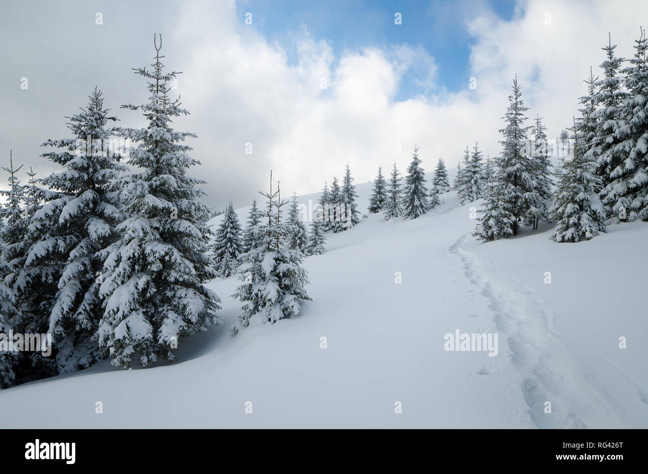 Forêt de sapins enneigés sur une colline. Sentier dans la neige. Journée d'hiver nuageux. Carpates de l'Est, l'Ukraine Banque D'Images
