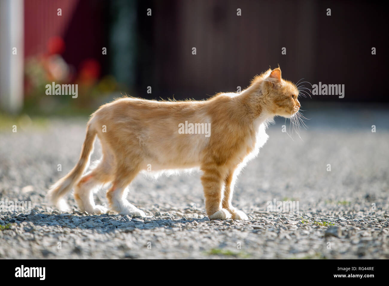 Portrait De Profil De L Orange Grand Chat Adulte Avec Des Yeux Jaunes A L Exterieur Debout Sur Des Petits Cailloux A Droite Vers Camera Sur L Floue Photo Stock Alamy Portrait De Profil De L Orange Grand Chat Adulte Avec Des Yeux Jaunes A L Exterieur Debout Sur Des Petits Cailloux A Droite Vers Camera Sur L Floue Photo Stock Alamy