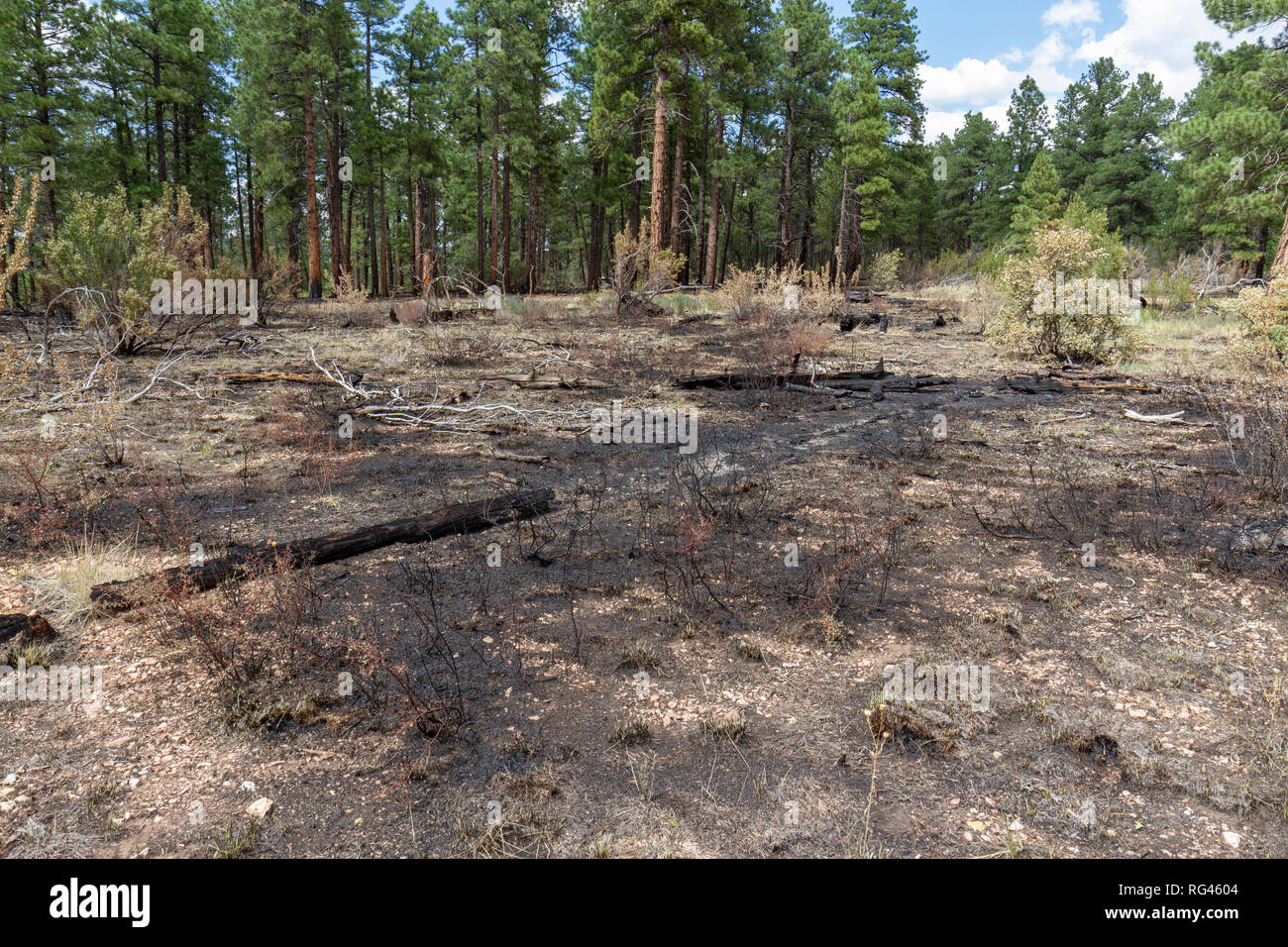 Les dommages causés par l'incendie de forêt près de la Walhalla donnent sur vue, Grand Canyon North Rim, Arizona, United States. Banque D'Images