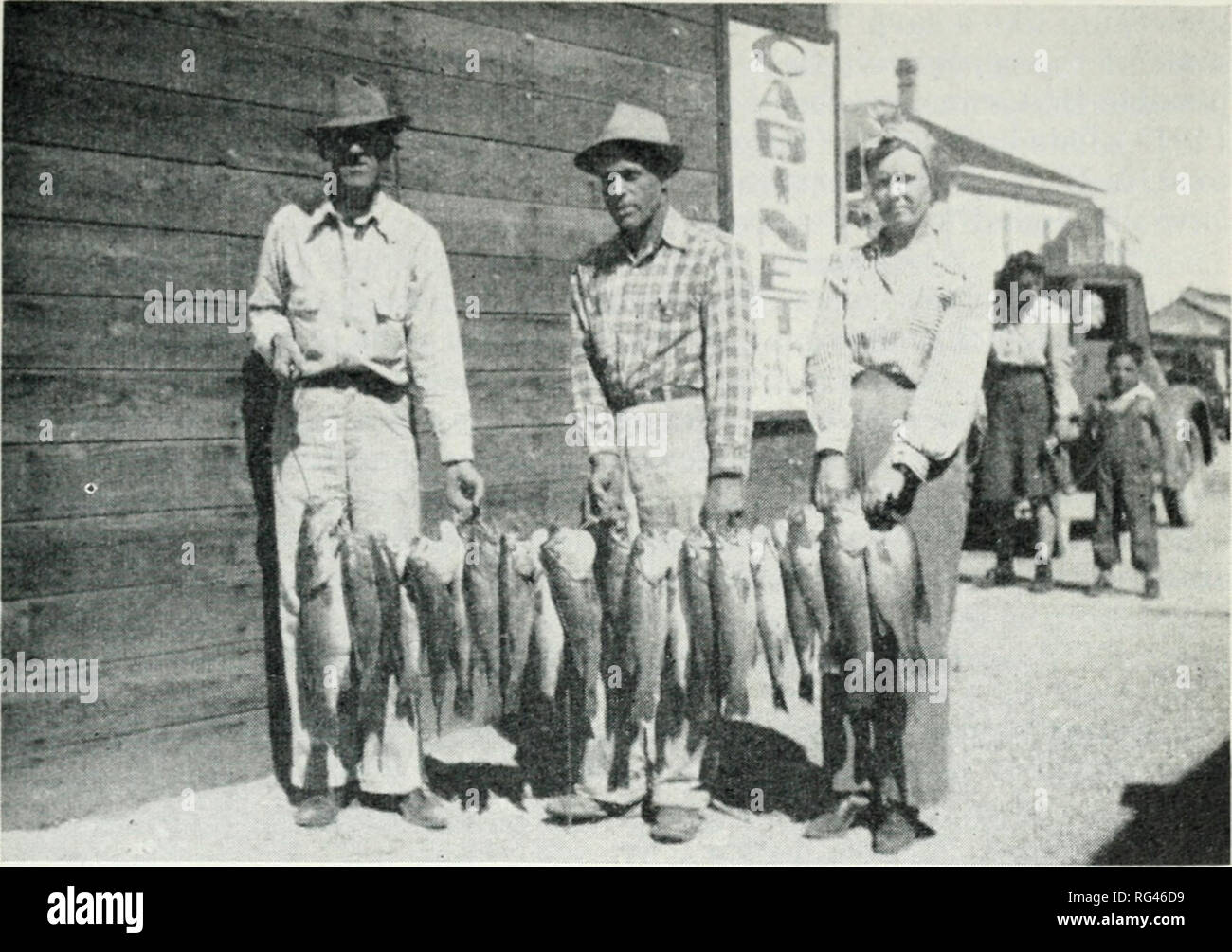 . Chasse et pêche de la Californie. Pêche -- Californie ; jeu et jeu-oiseaux -- Californie ; Poissons -- Californie ; groupes de population animale ; pêches ; gibier, poissons. FISIIIOKV TIIH OK Pièces TtlK ET ABAISSER LA RIVIÈRE COLORADO 377. Fig. 72. Une capture de l'achigan à grande bouche ba.s.s de Martinez Lake, le 5 avril. 1942. Photographie par courtoisie de Joseph Lindsay. caus'ht dans les lacs de barrage impérial^ ci-dessus, et que leurs prises ont été limitées principalement à trois livres ou plus basse en poids. Ces obser- vations, si vrai, ne peut pas s'expliquer facilement. Une telle condition peut être due à n'importe quel nombre ou une (combinaison de plusieurs fac Banque D'Images