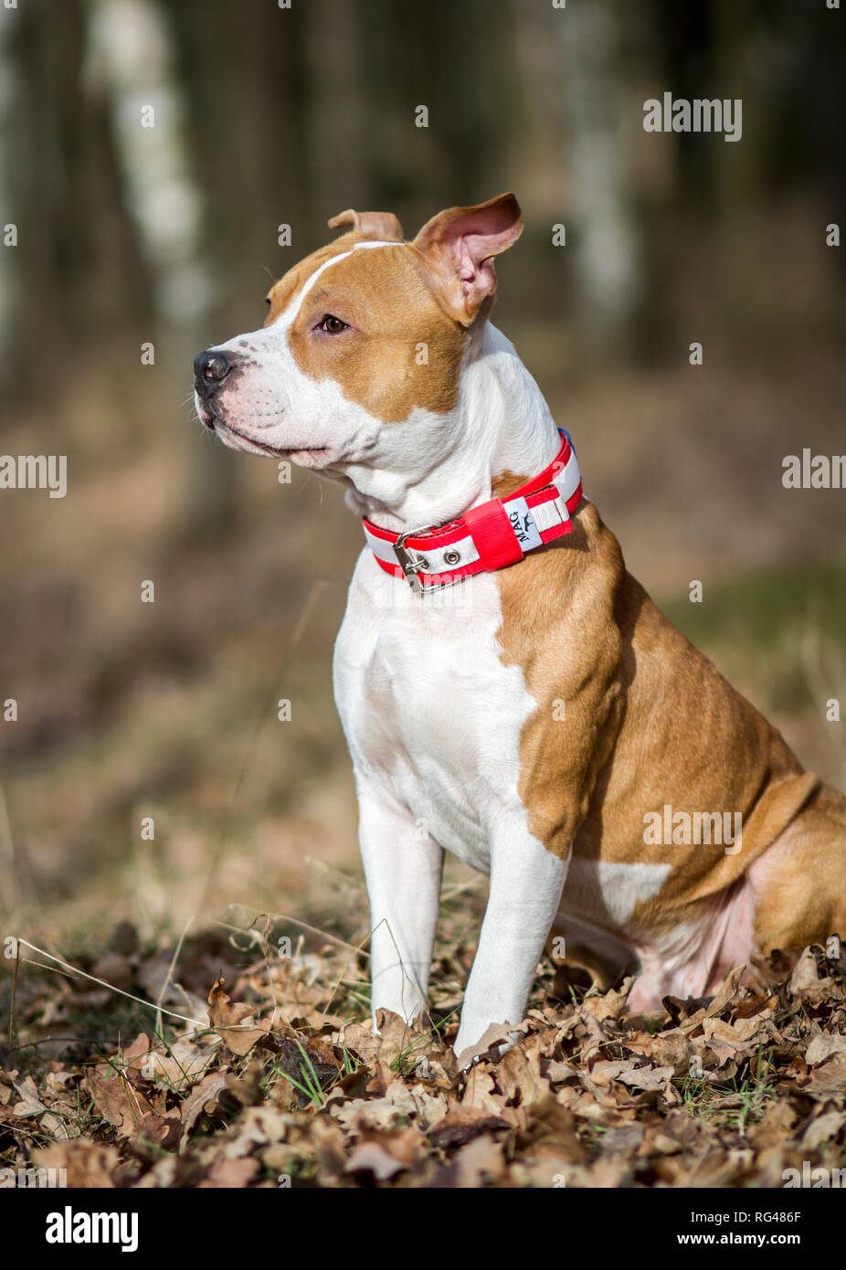 Jeune mâle American Staffordshire Terrier Banque D'Images