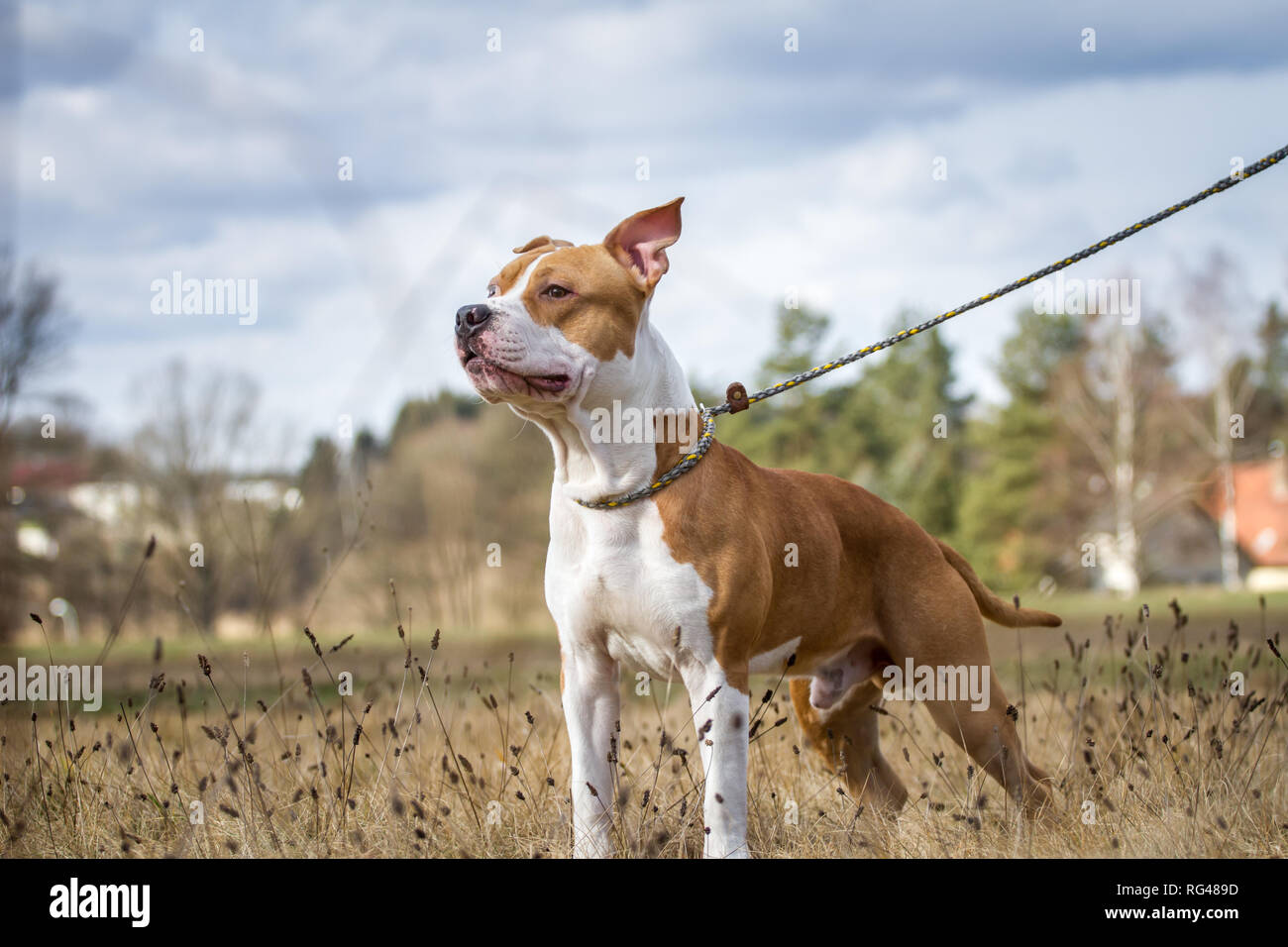 Jeune mâle American Staffordshire Terrier tirer sur la laisse Photo Stock -  Alamy
