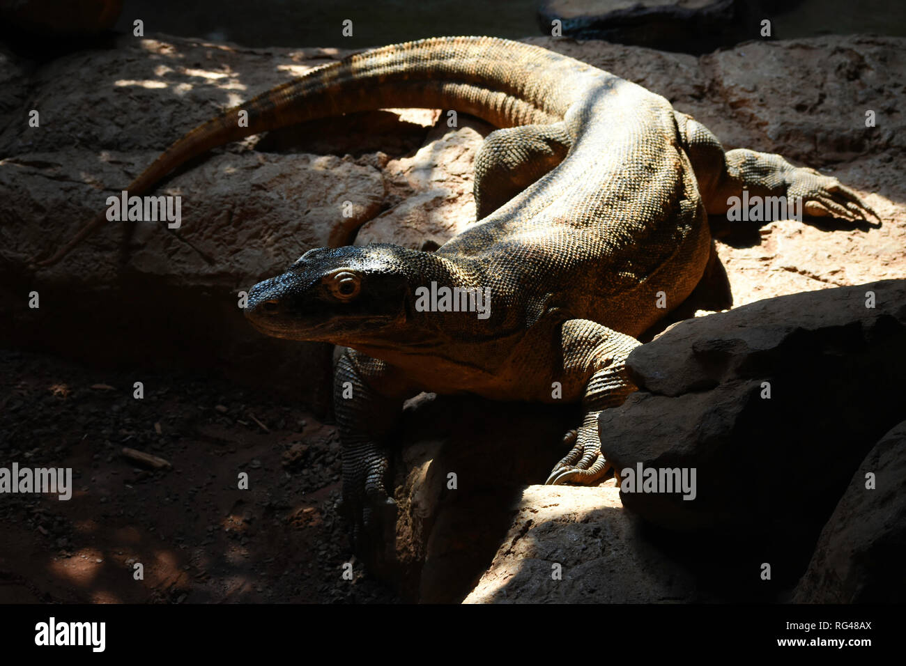 Dragon de Komodo (Varanus komodoensis) sur un rocher Banque D'Images