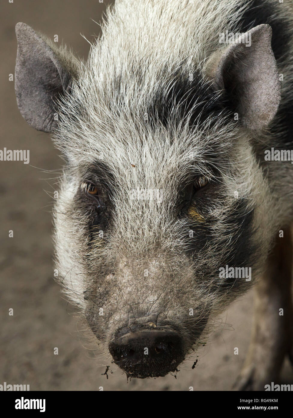 Göttingen porc miniature (Sus scrofa domesticus). f. Banque D'Images