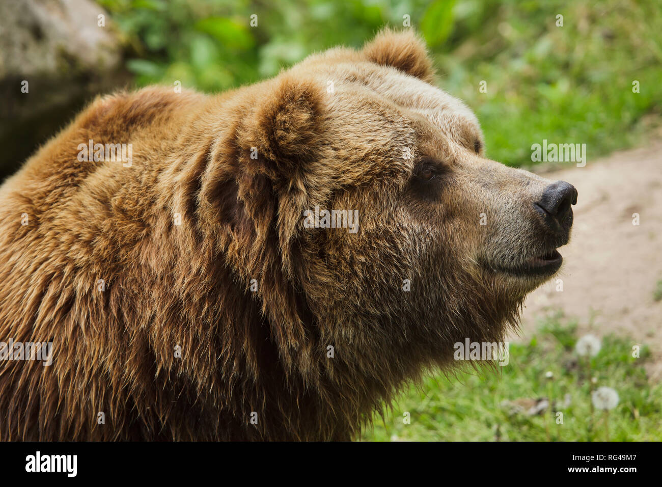 Mainland grizzly (Ursus arctos horribilis) au Zoo Dečín en Bohême du Nord, en République tchèque. Continent femelle grizzli Helga est né le 19 janvier 1983 au zoo de Leipzig, Allemagne. Banque D'Images