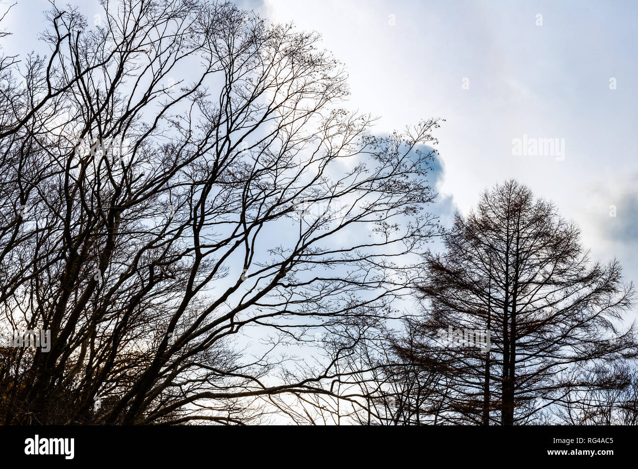 Feuille tombante avec arbre ciel coucher de soleil nuageux pendant la saison d'hiver. Banque D'Images