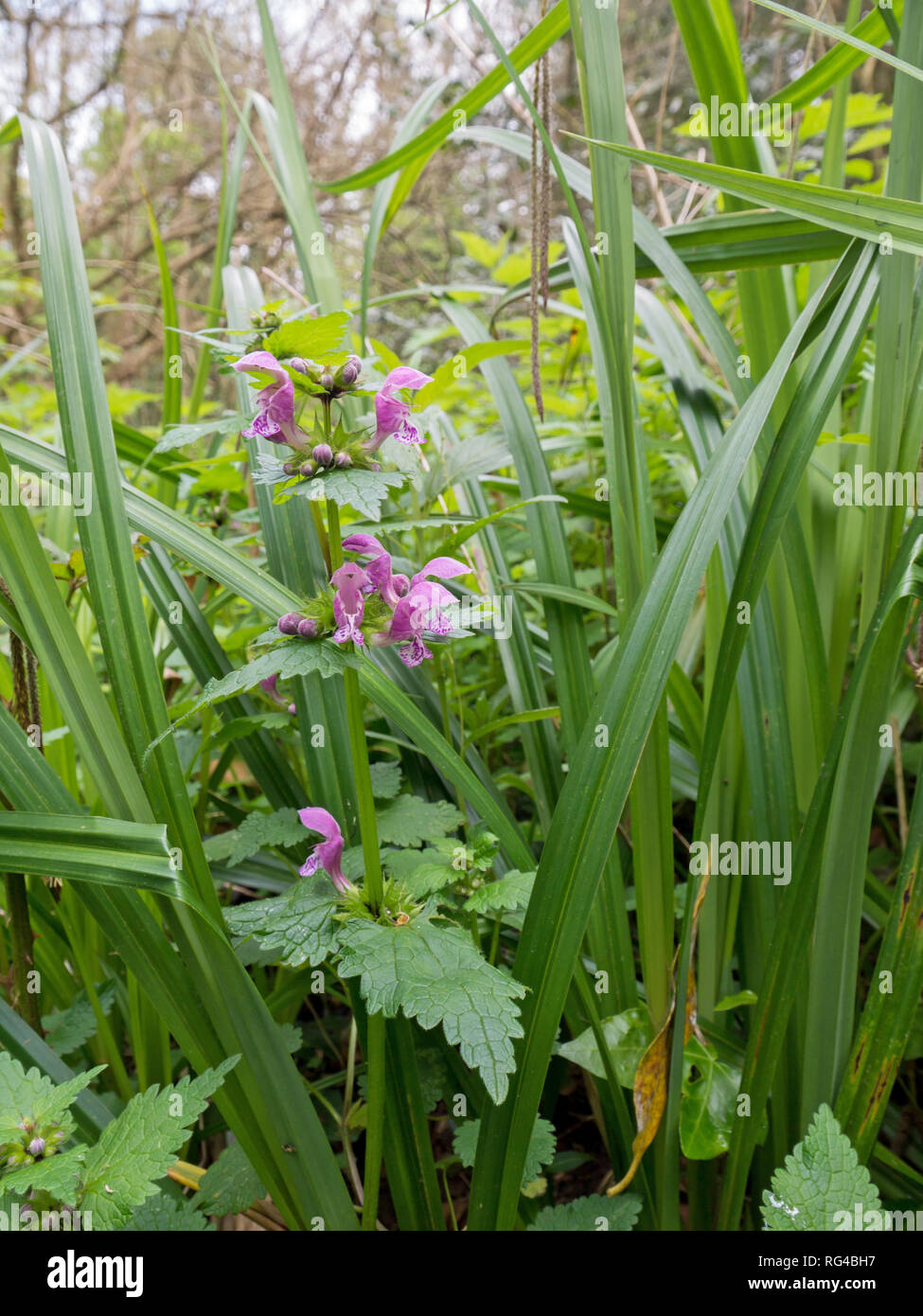Lamium maculatum plante de la forêt au printemps. Purple spotted dead-nettle fleurs. Spotted henbit ou Purple dragon wildflower. Banque D'Images