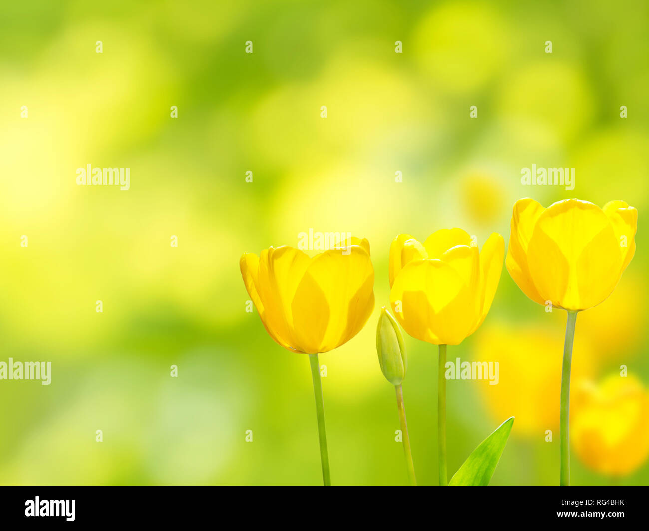 Trois tulipes jaune vif sur l'arrière-plan flou. Fleurs au printemps jardin ensoleillé. Banque D'Images