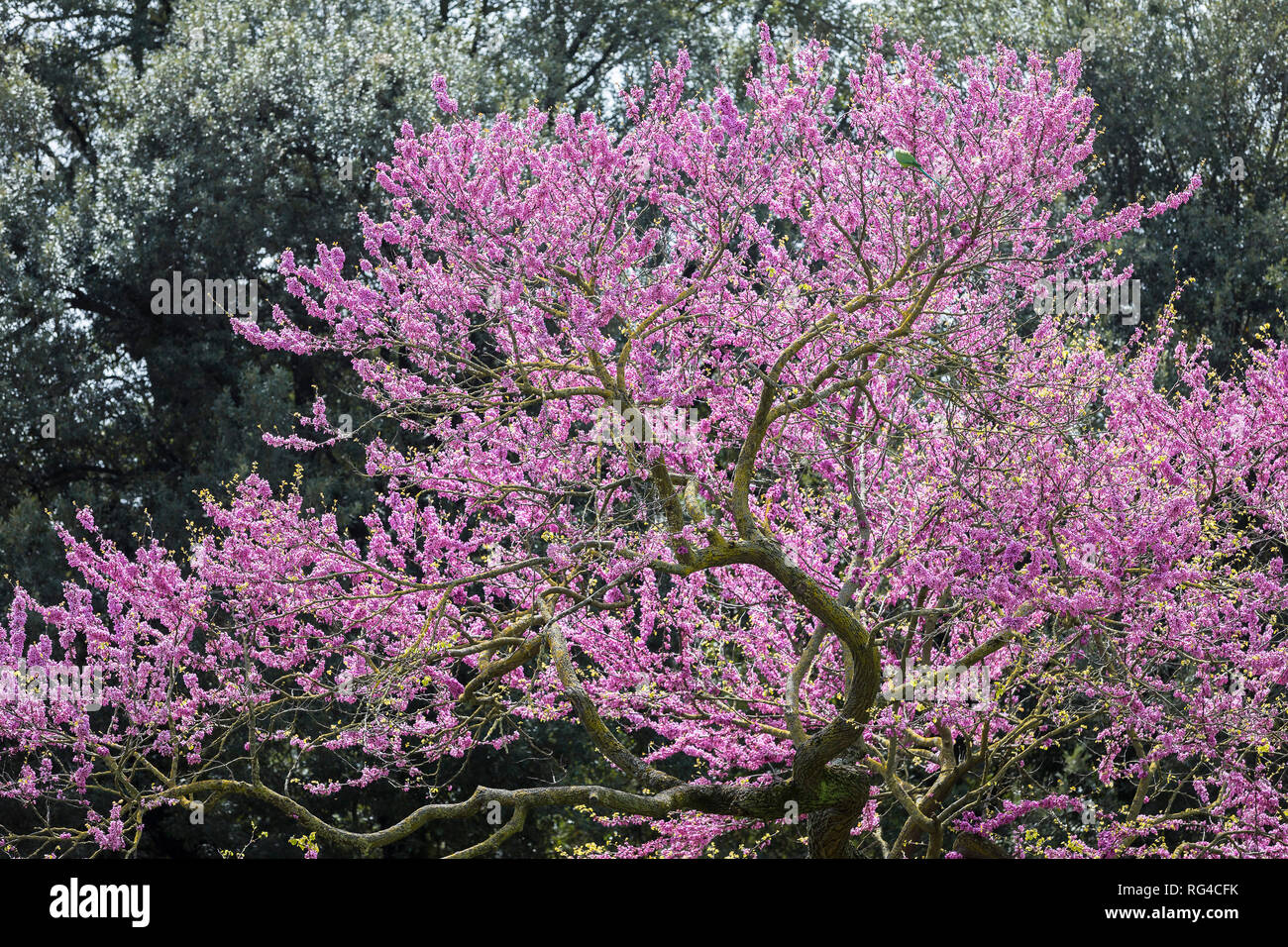 Purple Jacaranda Arbre en fleur, Rome, Italie, Europe Banque D'Images