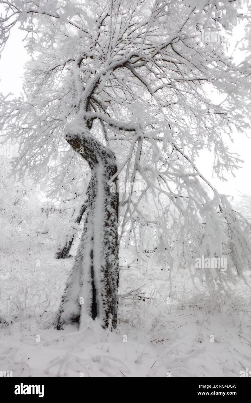 L'hiver en forêt avec le gel et la neige arbres Banque D'Images