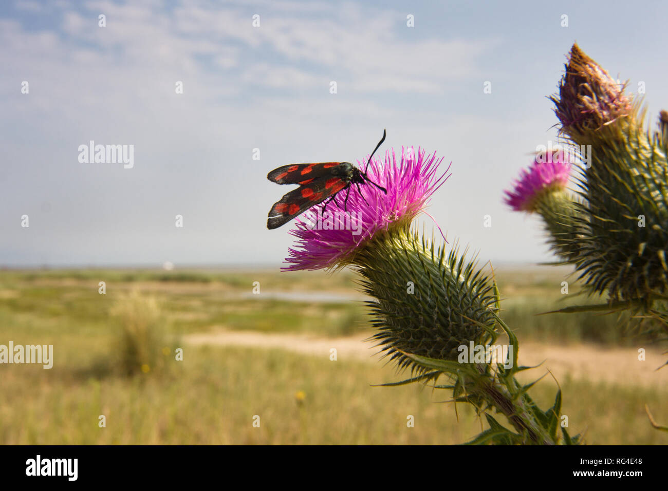 Le cinabre papillon sur la fleur pourpre foncé de Marsh thistle, à proximité de la mer Banque D'Images