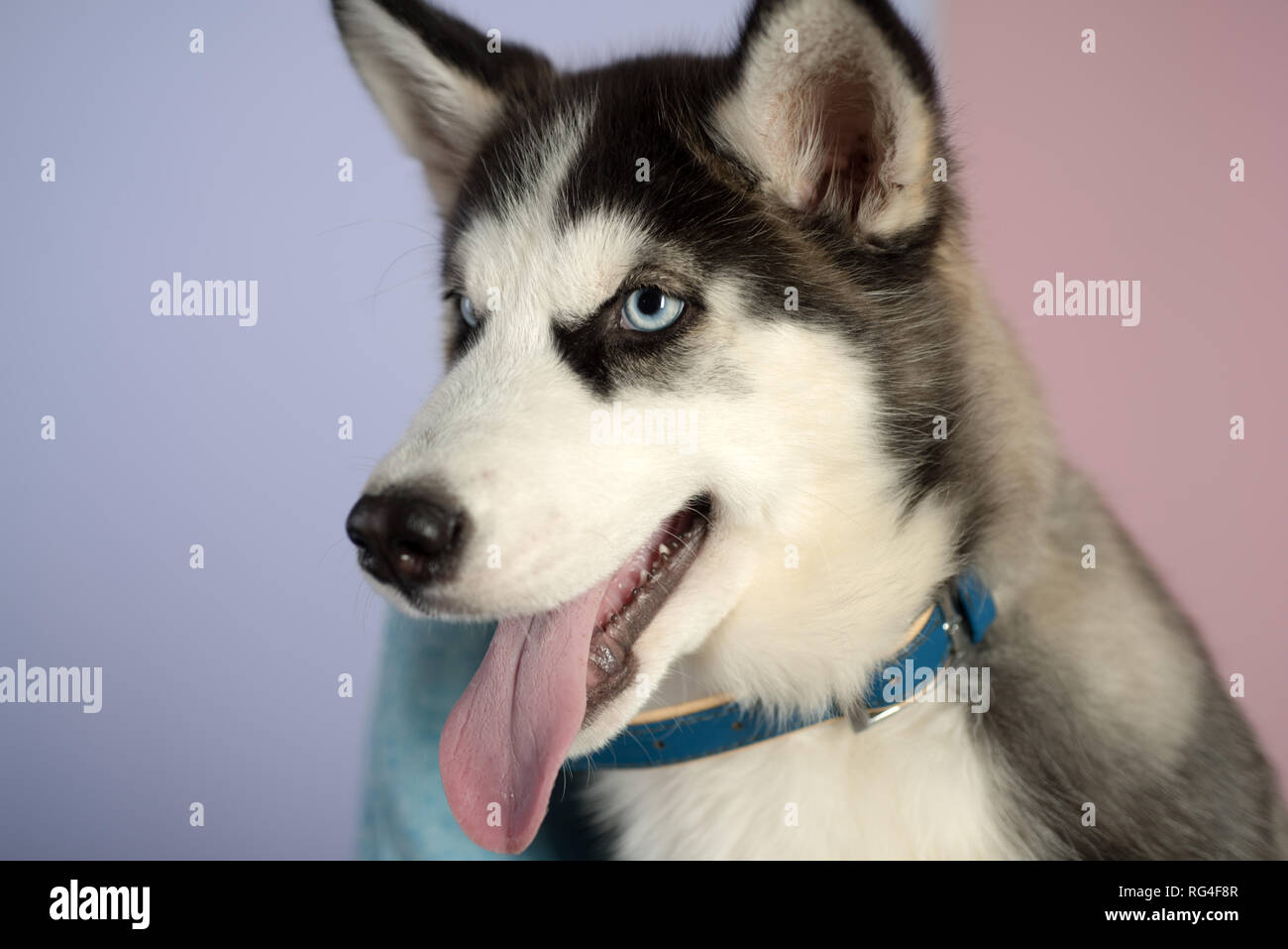 Il Est Plus Quun Chien Chien Husky Chien Mignon Husky