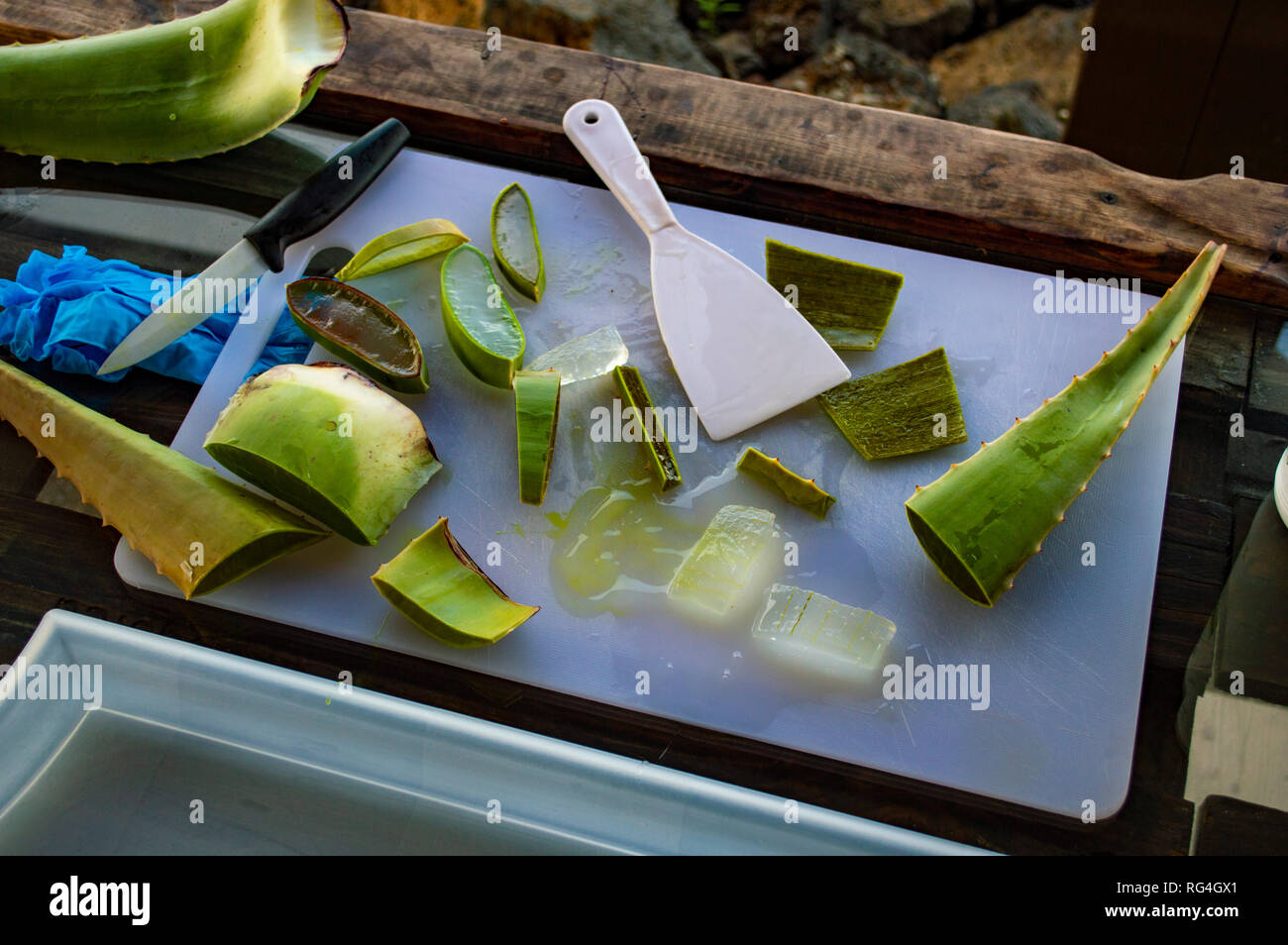 Une démonstration de couper une feuille, à l'aloe vera Aloe Vera Canarias Villa Garden Center à Fuerteventura, Îles Canaries Banque D'Images