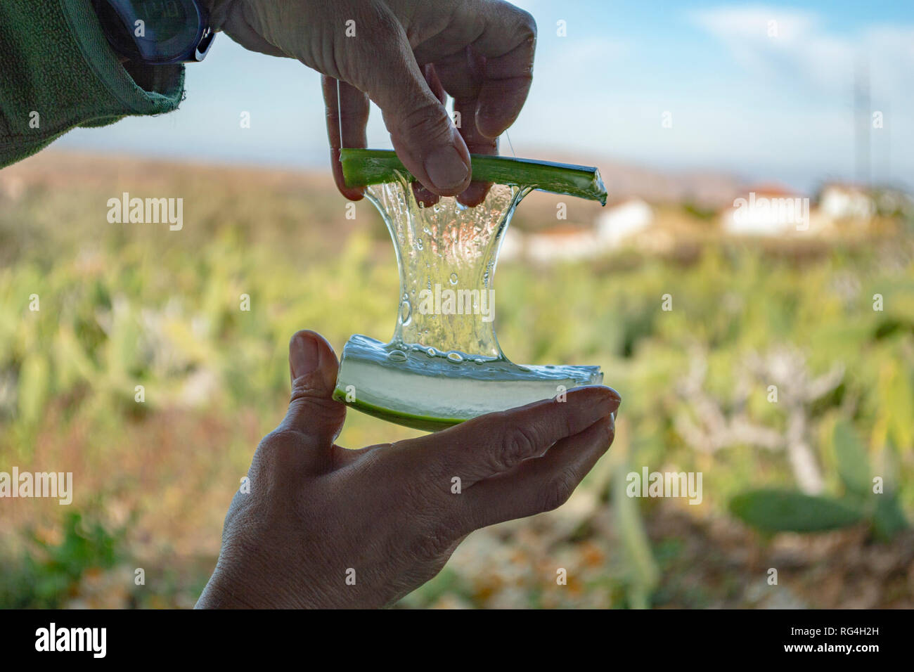 Une démonstration de couper une feuille, à l'aloe vera Aloe Vera Canarias Villa Garden Center à Fuerteventura, Îles Canaries Banque D'Images
