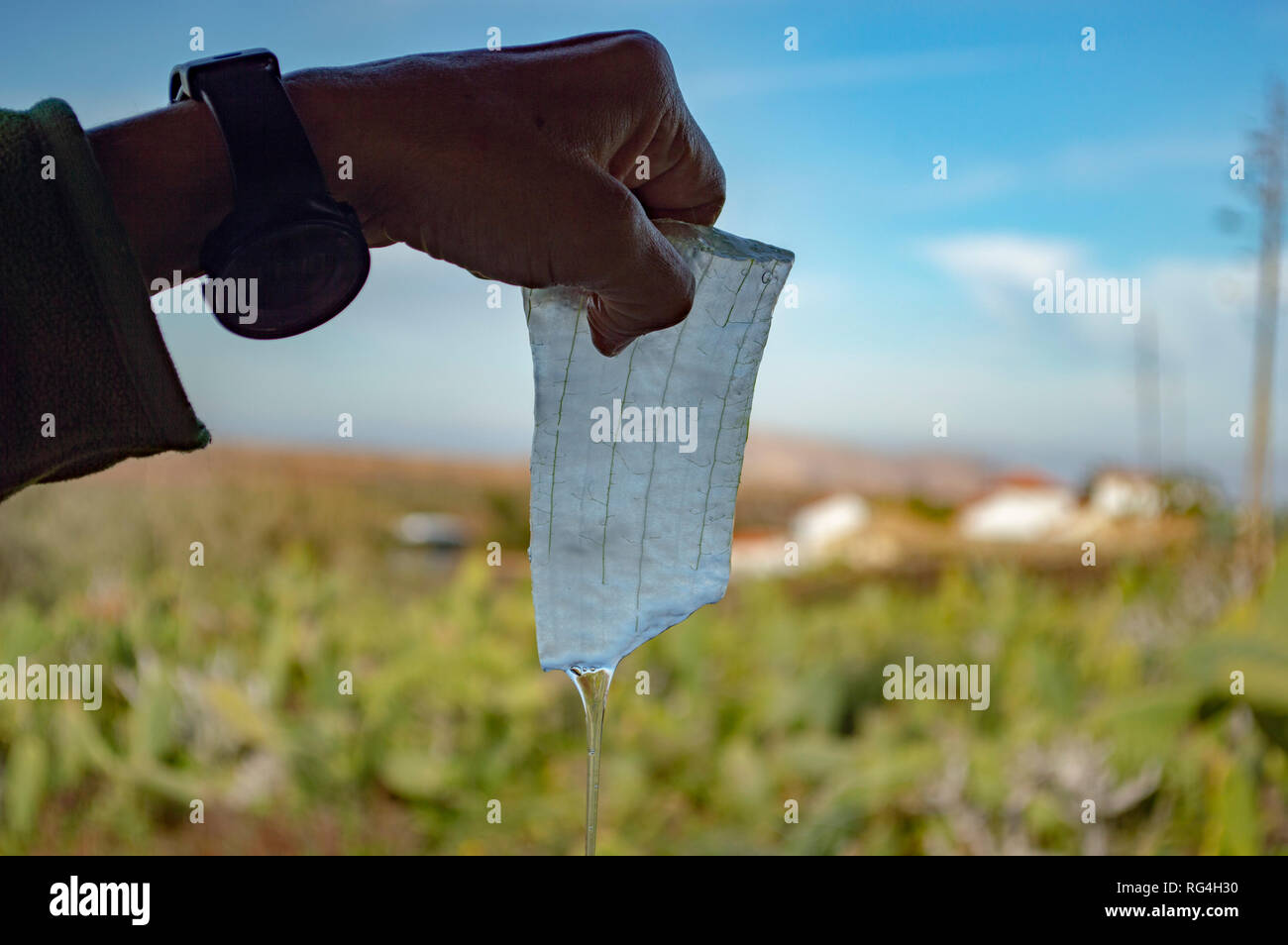 Une démonstration de couper une feuille, à l'aloe vera Aloe Vera Canarias Villa Garden Center à Fuerteventura, Îles Canaries Banque D'Images