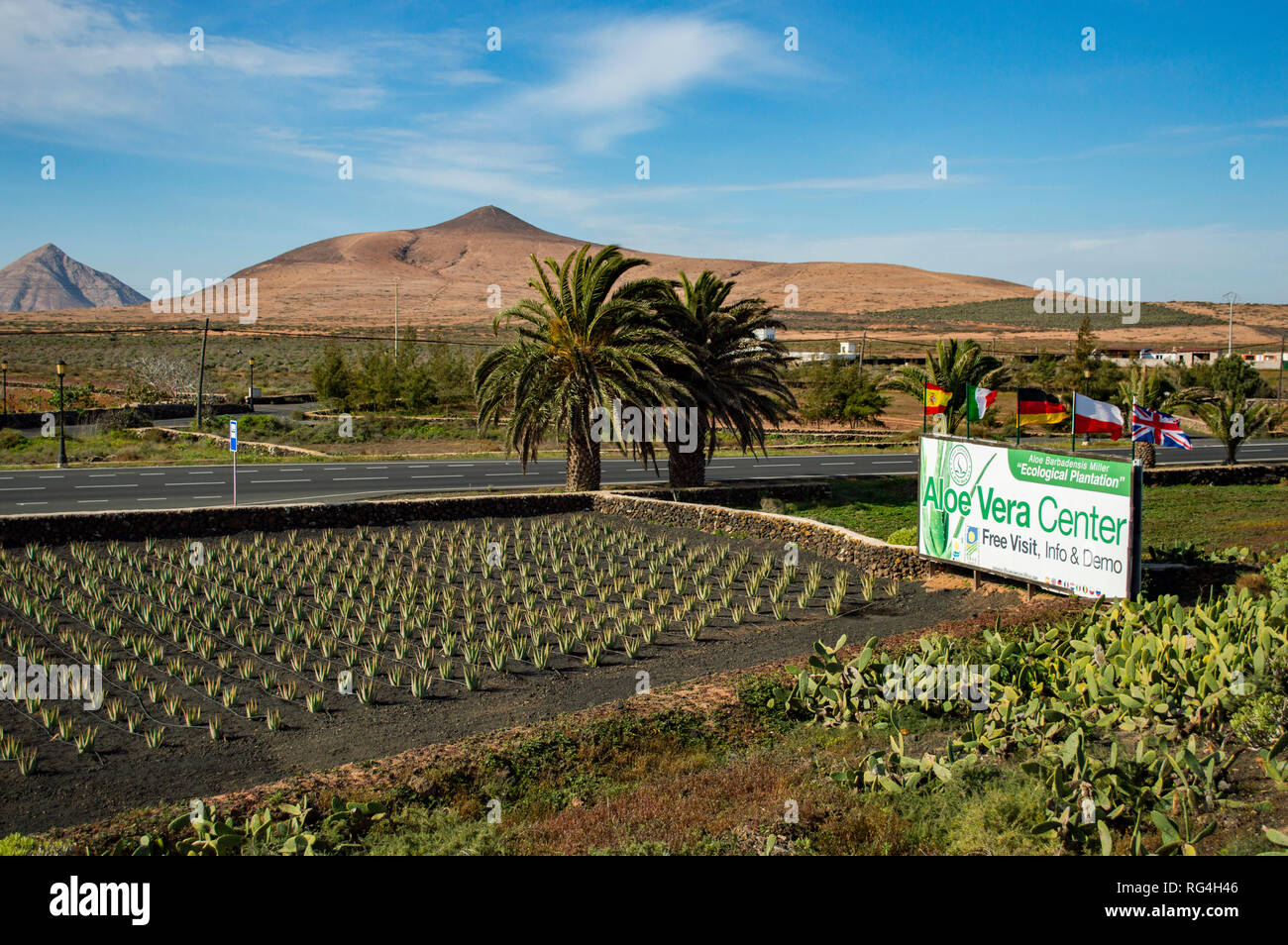 La Finca Canarias Aloe Vera Garden Center à Fuerteventura, Îles Canaries Banque D'Images