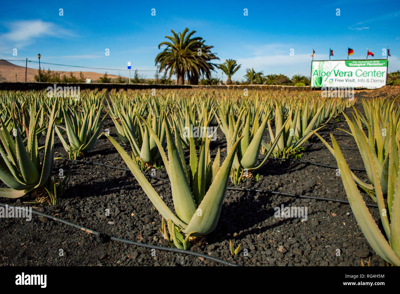 La Finca Canarias Aloe Vera Garden Center à Fuerteventura, Îles Canaries Banque D'Images