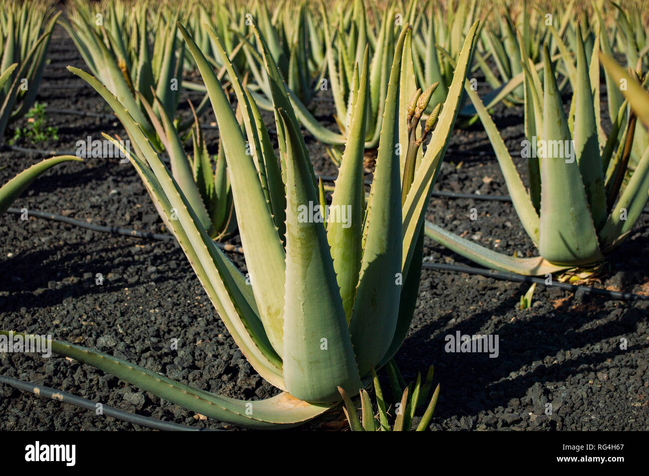 La Finca Canarias Aloe Vera Garden Center à Fuerteventura, Îles Canaries Banque D'Images