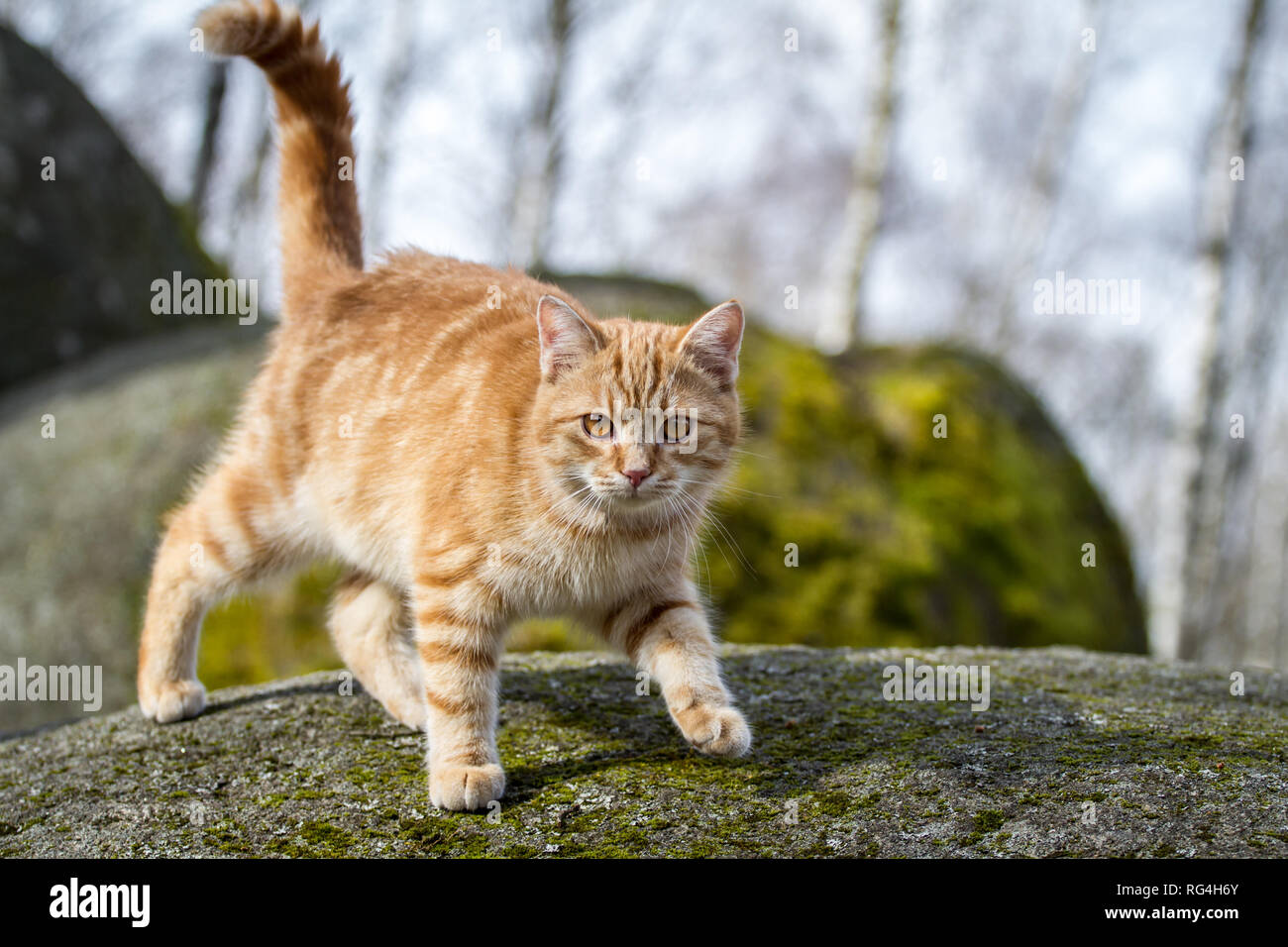 Red tabby cat (Felis silvestris catus) Banque D'Images