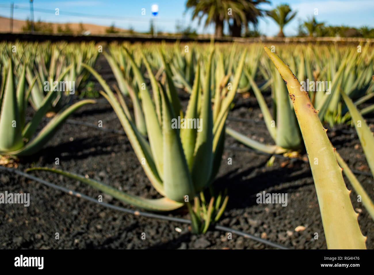 La Finca Canarias Aloe Vera Garden Center à Fuerteventura, Îles Canaries Banque D'Images