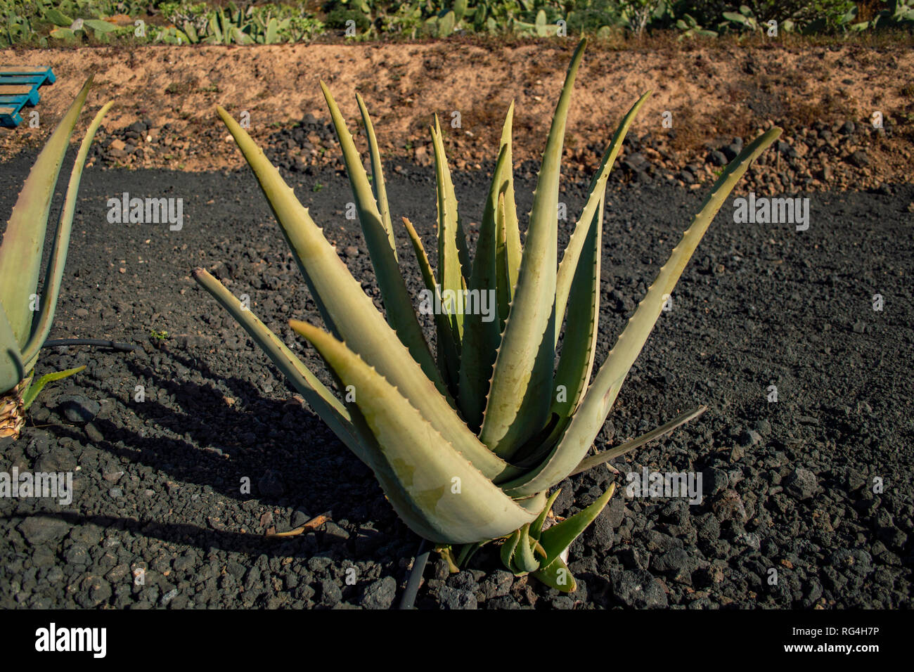 La Finca Canarias Aloe Vera Garden Center à Fuerteventura, Îles Canaries Banque D'Images