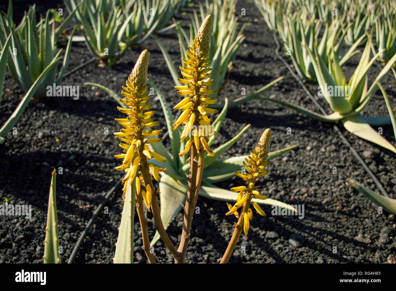 La Finca Canarias Aloe Vera Garden Center à Fuerteventura, Îles Canaries Banque D'Images