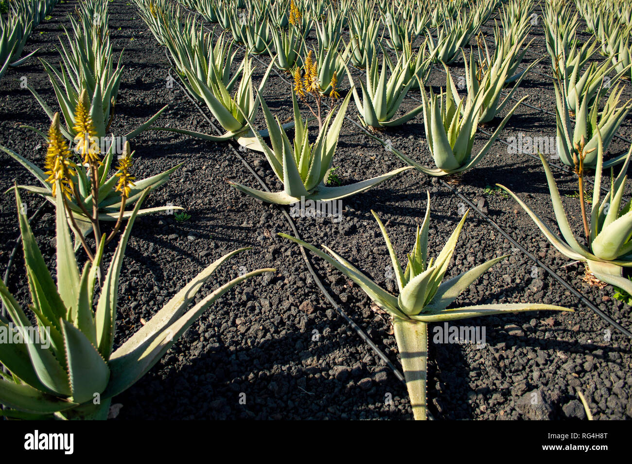 La Finca Canarias Aloe Vera Garden Center à Fuerteventura, Îles Canaries Banque D'Images