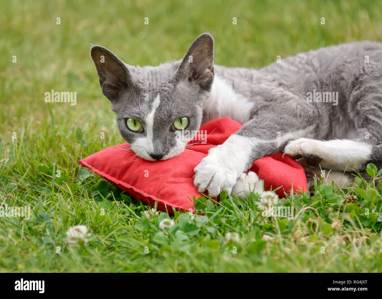 Devon Rex cat lying in grass jouant avec un coussin de valériane et s'amuse beaucoup rouler, lutte et se frotter ce jouet à l'extérieur dans un jardin Banque D'Images