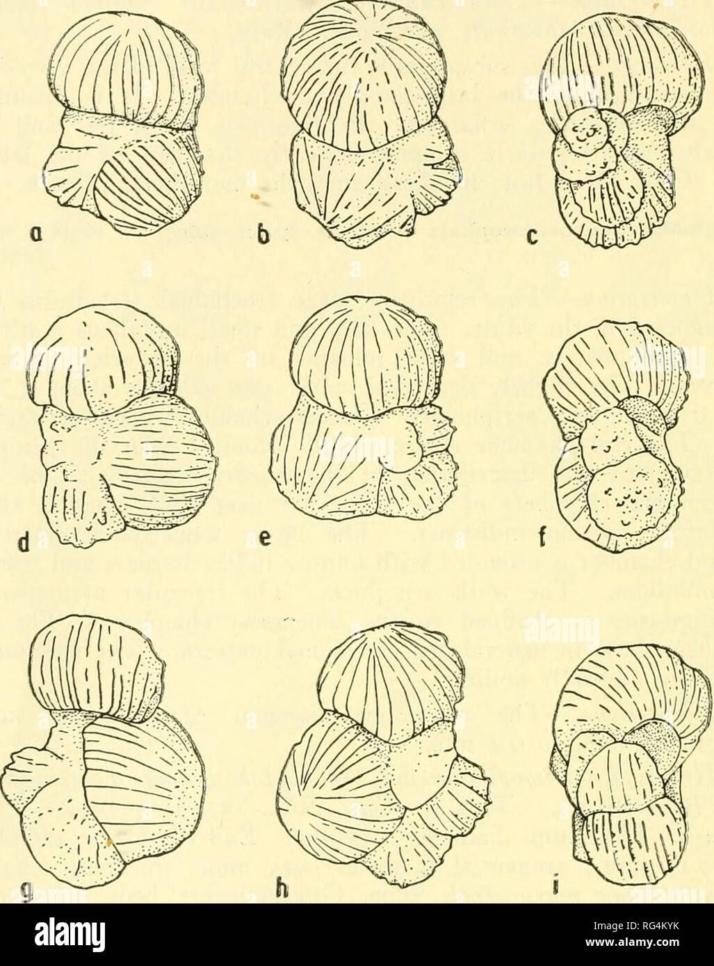 . Bulletins de la paléontologie américain. Bulletin 28- 140 28. Texte fig, RO, nrnata Bronnimann Rugoglobigerina macrocephala- T. L. L.. cat. Nos 155591-155594- Guayaguavare mayaroensis Globotruncana, zone d'appoint. Crétacé supérieur. Tous les appr. X 80. (A,b,c) même spécimen, cordon ombilical, spirale et apertuial point de vue. (D,e,f) même spécimen, cordon ombilical, sp.ral aperturale et vues. Cg,h,ii même spécimen, cordon ombilical, spirale aind vues aperturale. Rug-oglGbigrerina ragosa rugosa (Plummer) Texte 1926 fig. U, 12 ans, est Glob'igerina rugosa Plummer, 1926, University of Texas, Bull. 2644, pp. 38-39, p ;. 2, ftgs loa-d ; Loetterle, 193 Banque D'Images