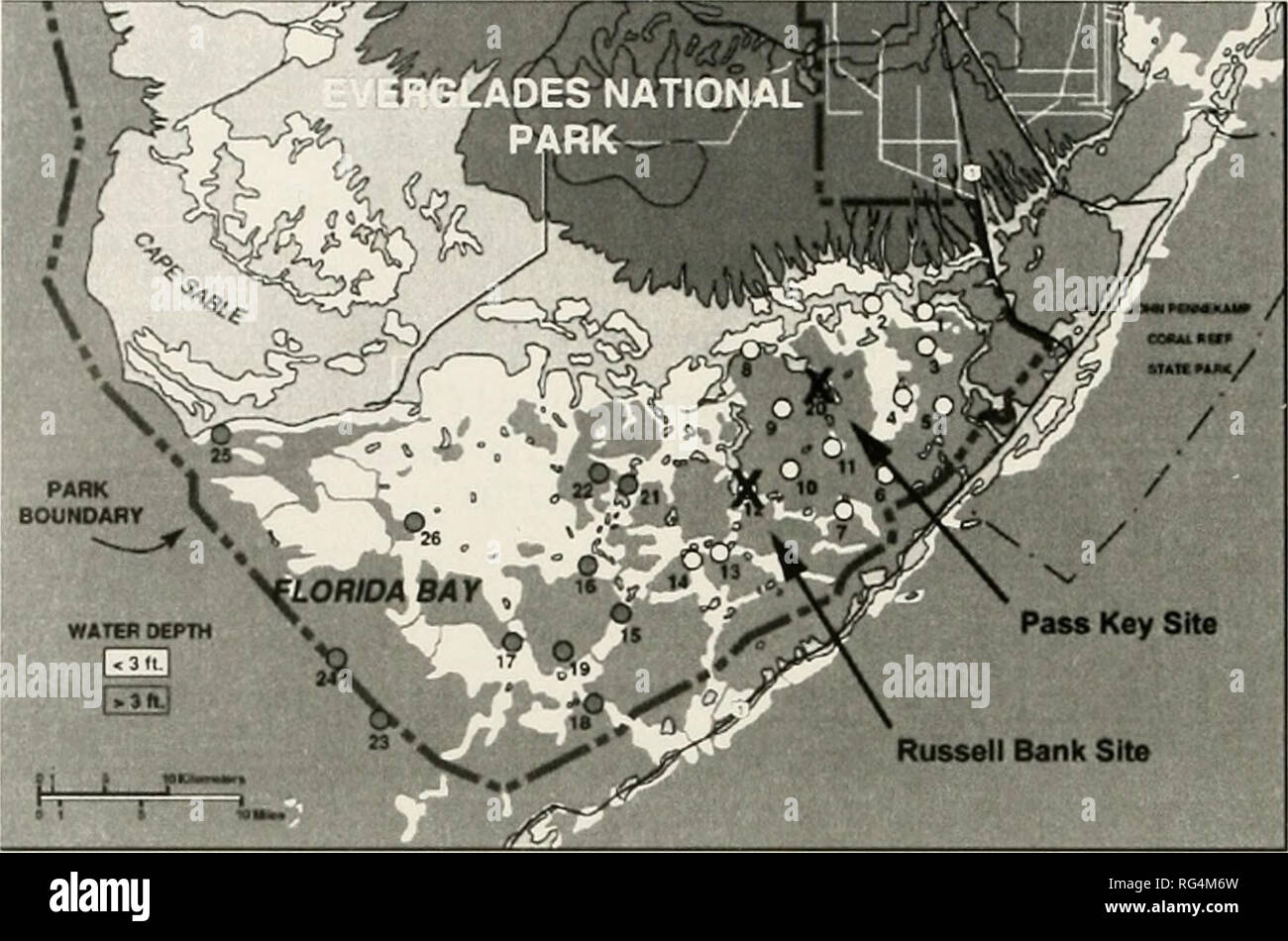 . Bulletins de la paléontologie américain. Bulletin 146 361. Texte-figure L-une carte de la baie de Floride avec l'USGS 26 sites de surveillance de l'étiquetage. La Banque mondiale et le col Russell sites clés sont indiquées par le "X" de l'environnement, à condition qu'un soutien supplémentaire. Nous remercions Laura Pyle pour effectuer les dénombrements des diatomées pour Pass Key core 37. Nous tenons également à remercier Brewster-Wingard G. Lynn de l'enquête géologique, Reston, VA. qui ont fourni des échantillons de sédiments pour l'analyse des diatomées. Les clés Marine Lab, en Floride, Institut océanographique de Bedford, Long Key, en Floride, a fourni de l'aide sur le terrain. Principales méthodes Banque D'Images . Bulletins de la paléontologie américain. Bulletin 146 361. Texte-figure L-une carte de la baie de Floride avec l'USGS 26 sites de surveillance de l'étiquetage. La Banque mondiale et le col Russell sites clés sont indiquées par le "X" de l'environnement, à condition qu'un soutien supplémentaire. Nous remercions Laura Pyle pour effectuer les dénombrements des diatomées pour Pass Key core 37. Nous tenons également à remercier Brewster-Wingard G. Lynn de l'enquête géologique, Reston, VA. qui ont fourni des échantillons de sédiments pour l'analyse des diatomées. Les clés Marine Lab, en Floride, Institut océanographique de Bedford, Long Key, en Floride, a fourni de l'aide sur le terrain. Principales méthodes Banque D'Images