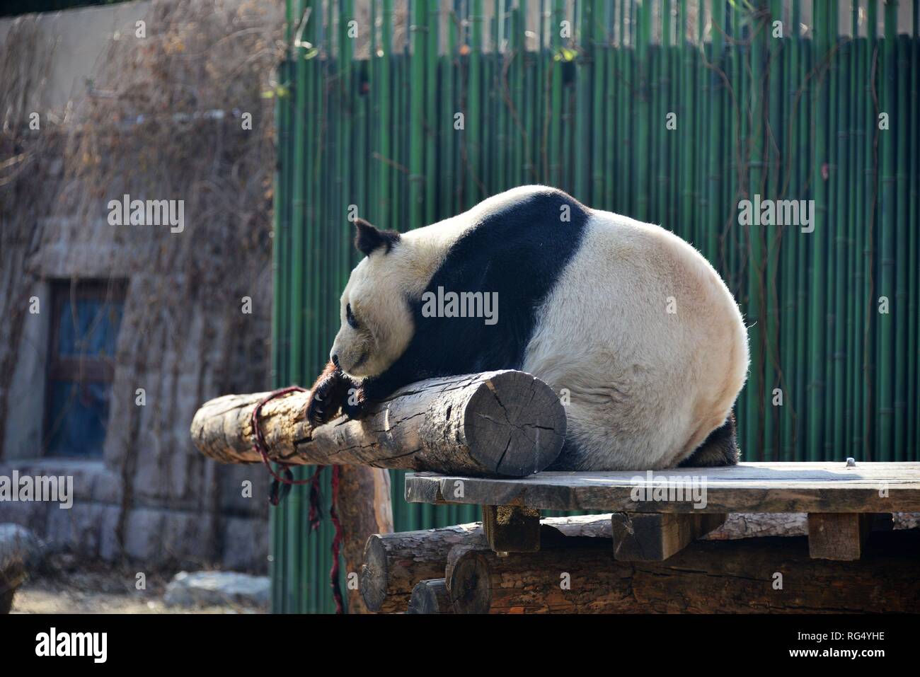 Beijing, Beijing, Chine. 28 janvier, 2019. Beijing, Chine-Un adorable panda géant du Zoo de Beijing au soleil bénéficie à Pékin, en Chine. Crédit : SIPA Asie/ZUMA/Alamy Fil Live News Banque D'Images