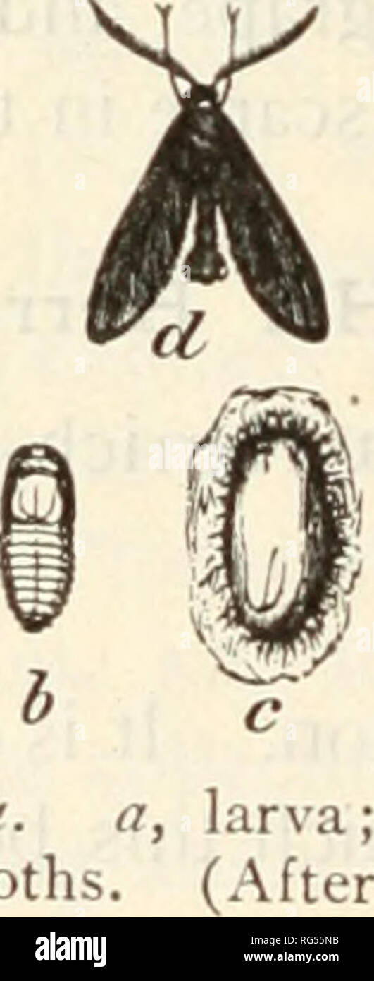 . Le papillon livre ; un guide populaire pour une connaissance des papillons d'Amérique du Nord. Les papillons -- Amérique du Nord. Des Zygaenidae (2) Triprocris latercula Henry Edwards, la plaque XIII, fig. A le même habitat que les espèces précédentes. (3) Triprocris constans Henry Edwards, la plaque XIII, fig. 16, 6 . L'espèce est présente dans le Nouveau Mexique. (4) Plaque d'Triprocris smithsonianus Clemens, XLVII, fig. 32, &Lt ; ?. L'insecte n'est pas rare dans la partie sud de col- orado, et est trouvé au Nouveau Mexique et le nord du Texas. HARRISINA genre Packard Trois espèces appartenant au genre se produisent au sein de l'Organisation des Stat Banque D'Images