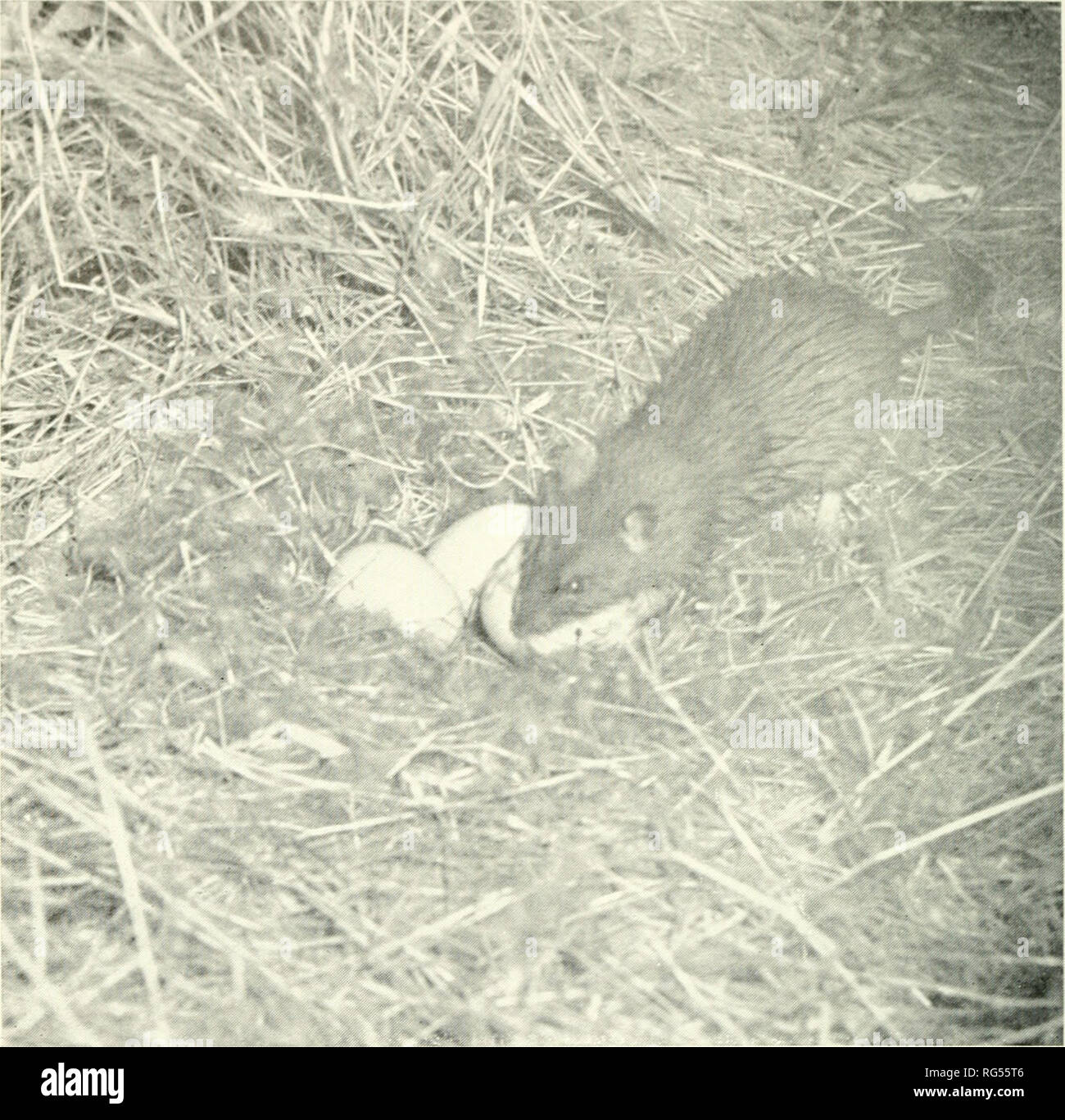. Chasse et pêche de la Californie. Pêche -- Californie ; jeu et jeu-oiseaux -- Californie ; Poissons -- Californie ; groupes de population animale ; pêches ; gibier, poissons. 82 CALIFORNIA FISH AND GAME. La figure 5. La prédation des nids par rat de Norvège. Photographie par aufhor. phis virginiana) ont été photographiés dans l'acte de dévoration ou déposer les œufs- de canards branchus nichent dans le nord de la vallée de San Joaquin en 1953 et 1954. Les moufettes sont abondants dans la Vallée de Sacramento et les opossums sont présents, bien que jusqu'à présent en moins grande quantité que sur les prairies de San Joaquin. Le raton laveur, le coyote (Canis latrans), et chiens errants Banque D'Images