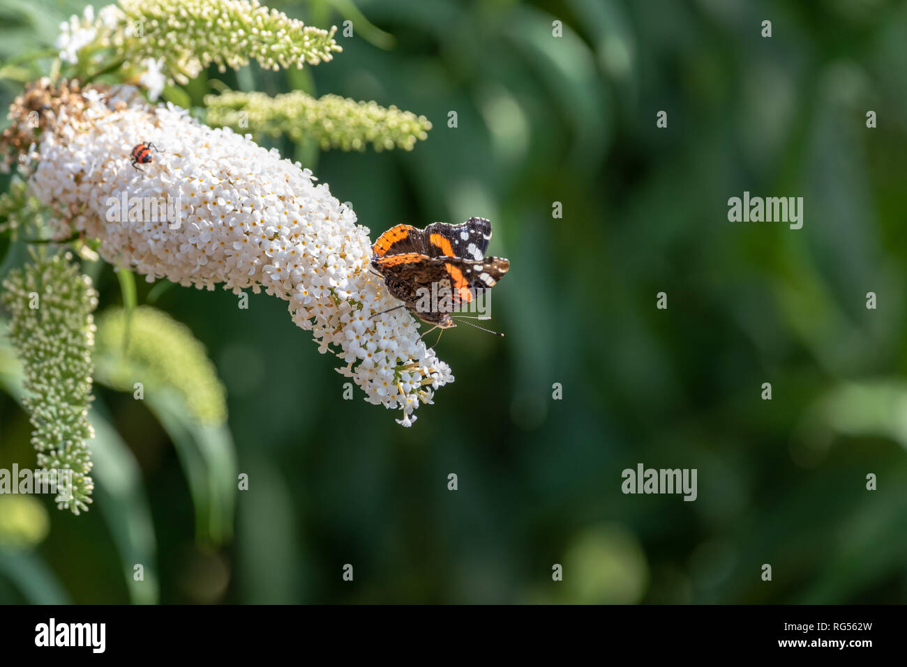 Extérieur couleur macro d'une Vanessa atalanta/amiral rouge/rouge papillon, admirable floraison blanche fleur de lilas dans un jardin sur un jour d'été ou de printemps Banque D'Images